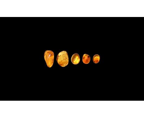 Oligocene Period, 45 million years BP. A group of five pieces of polished clear Baltic amber, all containing flies or other i