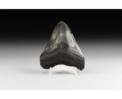 Early Pliocene Period, 5-2 million years BP. A large Carcharocles megalodon shark tooth; the specimen is well preserved and d