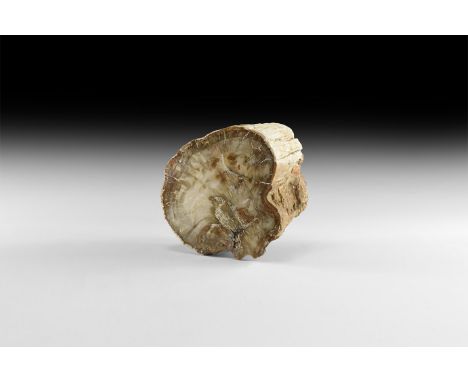 Triassic Period, 250-200 million years BP. A section of fossil tree trunk with top edge polished to show the internal structu