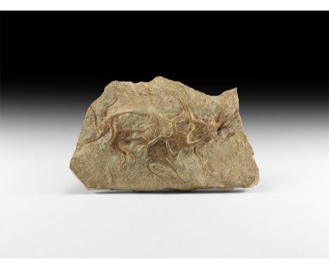 Ordovician Period, 450 million years BP. A mortality plate displaying five large brittlestars, Ophiura sp. showing much detai