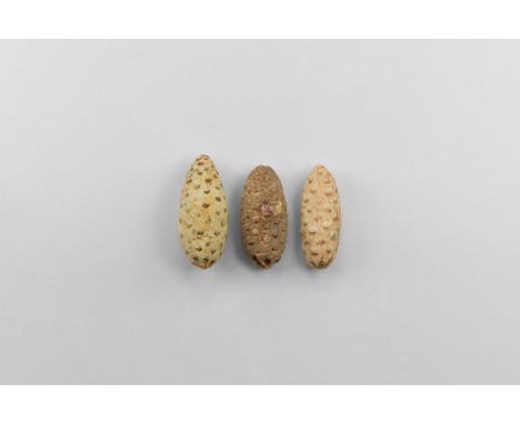 Eocene Period, 55-33 million years BP. A group of three rare unclassified agatized Dicotaledon cone specimens clearly showing