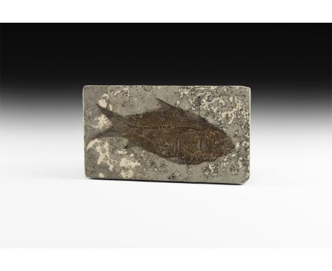 Pliocene Period, 4.5 million years BP. A Jianghanghichthys hubiensis fossil fish, showing much detail; with card tray.   73 g