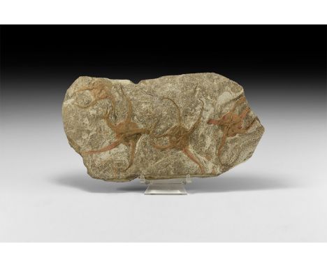 Ordovician Period, 450 million years BP. A mortality plate displaying four large brittlestars, Ophiura sp. showing much detai