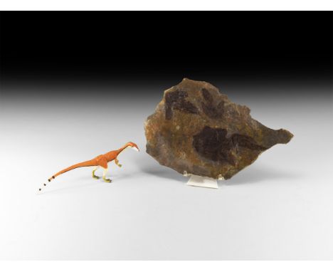 Early Jurassic Period, 200 million years BP. Four Coelophysis sp. dinosaur footprints preserved on a slab; with a model of th