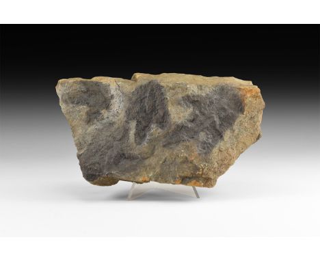 Jurassic Period, 200 million years BP. Four Coelophysis sp. dinosaur footprints, on a small slab.   685 grams, 17cm (6 3/4").