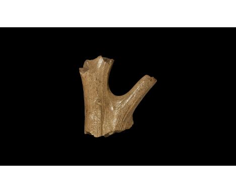 Pleistocene Period, 40000-15000 BP. A section of antler from Megaloceros giganteus, sometimes called the Irish elk, showing t