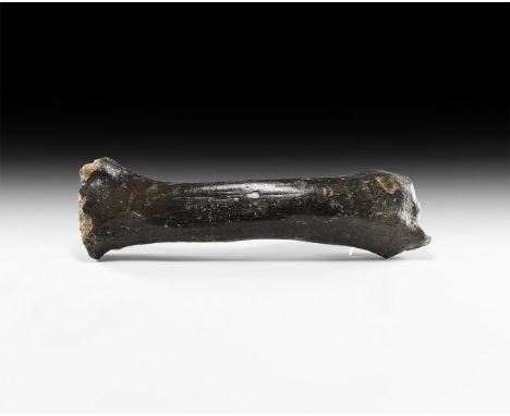 Pleistocene Period, 40000-15000 BP. A well preserved and entire leg bone, probably of Bos primigenius, or aurochs.   1.0 kg, 
