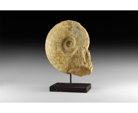Lower Jurassic Period, Toarcian Stage, Upper Lias, 180 million years BP. A large Harpoceras falciferum ammonite; presented on