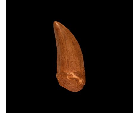 Cretaceous Period, 99-93 million years BP. A large tooth of the mid-sized Bahariasaurus ingens carnivore dinosaur; the tooth 