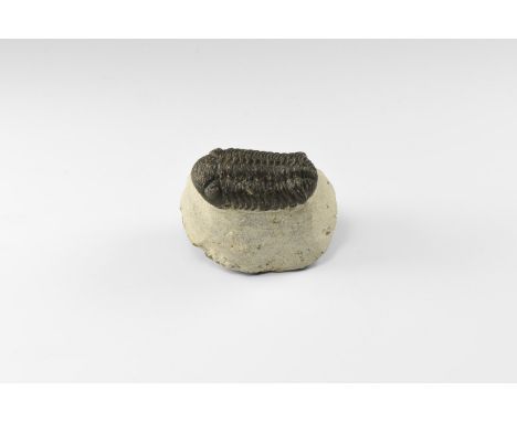 Upper Devonian Period, 385-359 million years BP. A Reedops sp. trilobite on matrix clearly showing the external structures.  