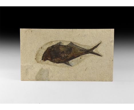 Eocene Period, 56-33 million years BP. A fine fossil Diplomystus sp. fish showing full detail and entire skeleton.   1.2 kg, 
