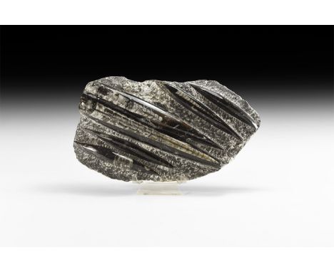 Palaeozoic Period, 350 million years BP. A polished display plate of Orthoceras regulare, showing the fossil structures.   1.