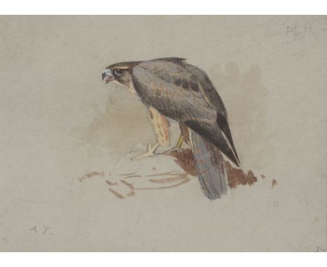 Archibald Thorburn (1860-1935) - A Hawk Watercolour over pencil, with touches of white, on light grey-blue coloured paper Ini