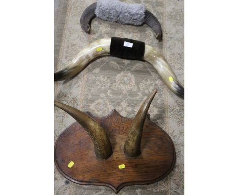 THREE VINTAGE BUFFALO / COW HORNS