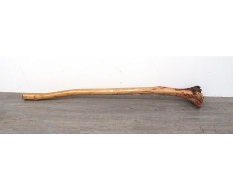 A eucalyptus root wood didgeridoo  