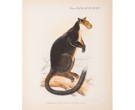 Tree-kangaroos.- Rothschild&nbsp;(Lionel Walter,&nbsp;Lord) and Guy Dollman.&nbsp;The Genus Dendrolagus [Reprinted from Trans