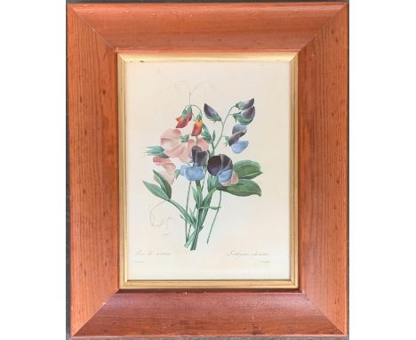 A colour print after P. J Redoute, 'Pois de Senteur', 25x19cm 