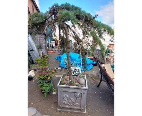 A large square concrete planter with moulded floral decoration, planted with a larch or similar tree