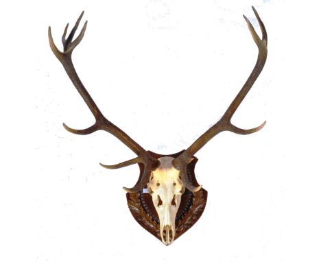 Taxidermy &amp; Natural History - An antique 19th Century Victorian English taxidermy&nbsp;skull mounted twelve point stag an