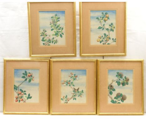 Chinese School (late 19th/early 20th Century), Five botanical studies of fruiting and blossoming branches with insects, each 