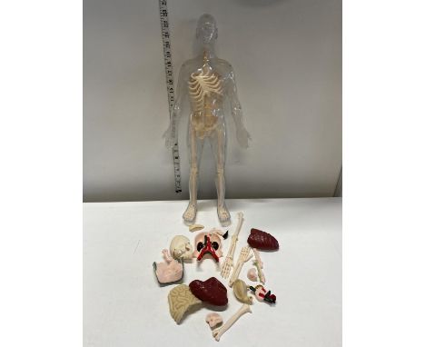 A anatomical model with parts 