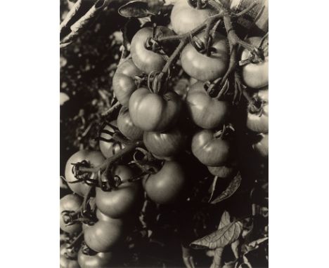 Heinrich Koch (Uherské Hradisté 1896 – 1934 Prag). Tomatenrispe. 1929/34Vintage. Silbergelatineabzug.  28,6&nbsp;×&nbsp;22,3&