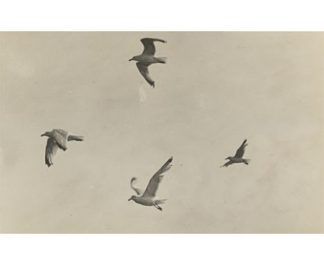Anonym. Möwen im Flug. 1930er–JahreVintage. Silbergelatineabzug.  8,4&nbsp;×&nbsp;13,4&nbsp;cm (9&nbsp;×&nbsp;14&nbsp;cm) (3&
