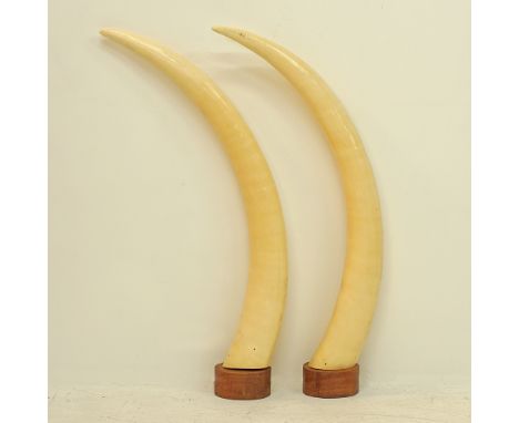 A pair of polished ivory African tusks mounted on wooden stands, L99cm each, approx. weight: 7480g and 7150g. Mid 20th centur