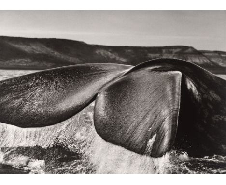 (See English version below)Sebastião  Salgado (Aimorés, Brasilien 1944 – lebt in Paris). „Argentina“. Southern Right Whale, V