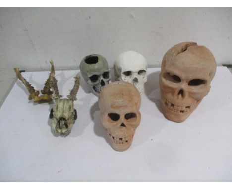 A collection of various replica skulls, along with a roe deer skull &amp; antlers.