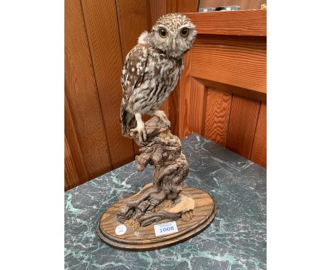 A TAXIDERMY LITTLE OWL ON TREE TRUNK STAND 