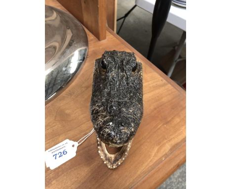 A SMALL TAXIDERMY CROCODILE HEAD MODEL 
