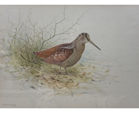 R. David Digby (British 1936-): Woodcock, watercolour signed 22cm x 29cm