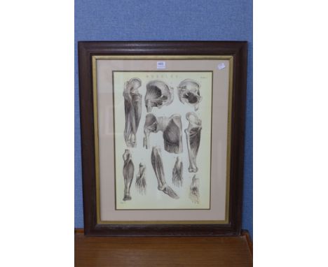 An oak framed anatomical print