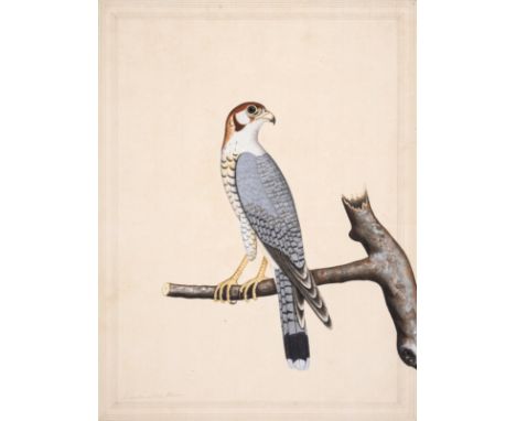 India.- Company School (late 18th century) Toormoottee or little Falcon [together with] an emerald-winged common dove, two wo