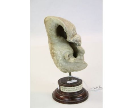 Vintage Fin Whale Ear Drum on a turned wooden stand, with paper description label, stands approx 19.5cm in total