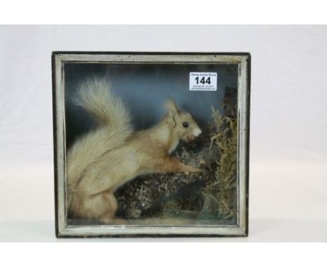 Vintage cased Taxidermy model of a Red Squirrel in naturalistic setting, case approx 27 x 26 x 11.5cm