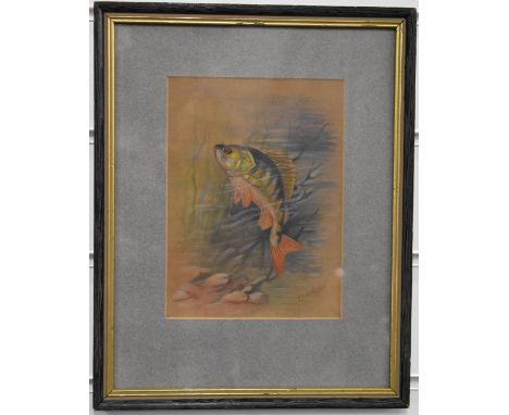 W.H. Austin (Royal Worcester artist 1891-1971), watercolour study of a perch, signed lower right, 19 x 14cm