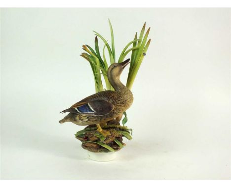 A Royal Worcester model of a female Mallard duck (Anas platyrhynchos) modelled by Ronald van Ruyckevelt, circa 1967, standing