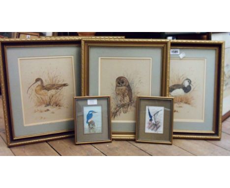 Andrew Alexander: a set of four gilt framed watercolour bird studies - titled and signed in pencil to the mount - sold with t