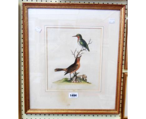 A gilt framed antique hand coloured ornithological print