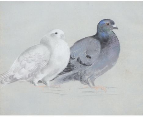 Follower of Philip Rickman - Two Pigeons,&nbsp; watercolour and bodycolour on light blue paper, 35.5cm x 44.5cm  Slightly une
