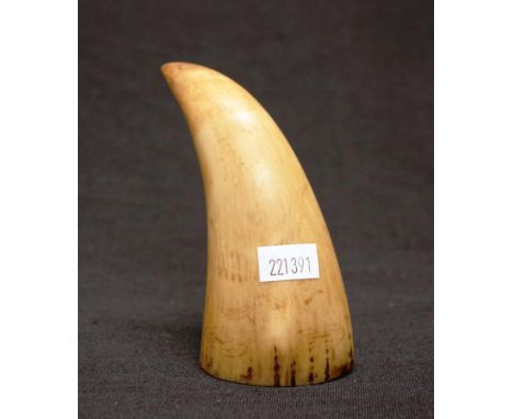 Sperm whale ivory tooth (length 12cm approx). Nb This item cannot be exported.