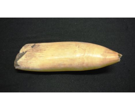 Antique Fijian Tabua Sperm Whale Tooth length 18cm approx. NB. This item may not be exported.