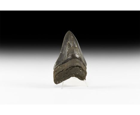 Pliocene Period, 5.2 - 2.5 million years BP. A large Carcharocles megalodon shark tooth from Georgia, USA with some good serr