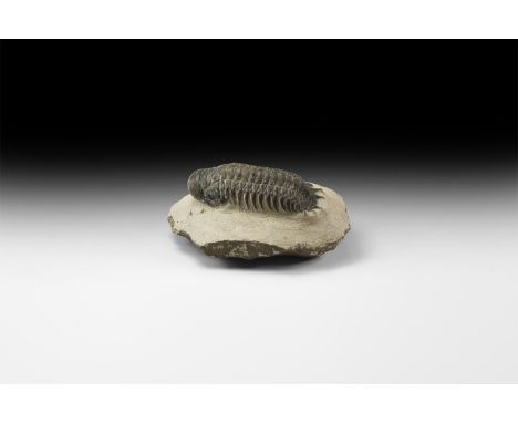 Ordovician Period, 485-444 million years BP. A Crotalocephalina gibba trilobite on a matrix from Alnif, Morocco. 524 grams, 1