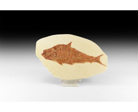 Eocene Period, 58-36 million years BP. A fossil Diplomystus fish from the Green River Formation, Lincoln County, Wyoming. 759