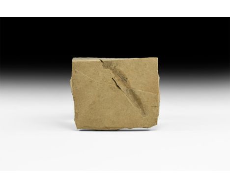Permian Stage, 298.9-252.17 million years BP. A matrix containing two Branchiosaur sp. amphibians from Pfalz, Germany. 153 gr