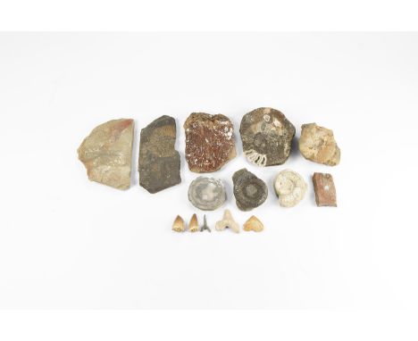 Mesozoic Era, 250-65 million years BP. A fossil collection comprising: an Ichthyosaur paddle bone section; five various ammon
