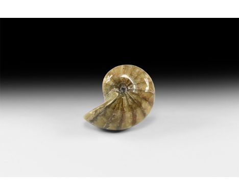 Cretaceous Period, Albian Stage, 113-100 million years BP. A large polished Cymatoceras sakalavus nautilus from Mahajanga Pro